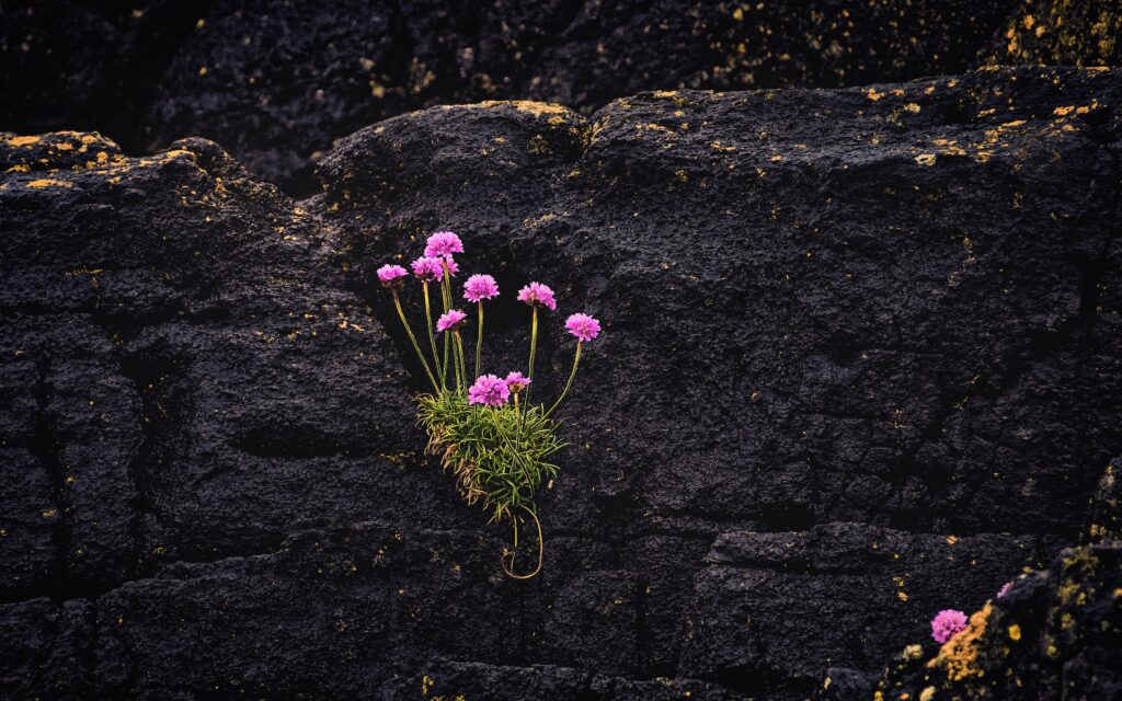 Pink flowers growing out of a rocky crevice, a picture of resilience